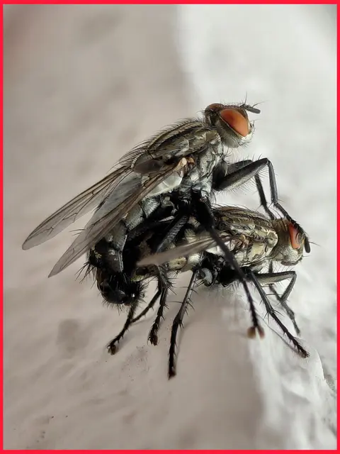 Foto: H.Bachinger