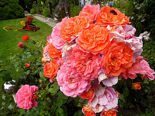 Meine Gartenrosen kennen keine  Blühpause💖