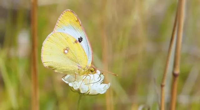 Die Goldene Acht (Colias hyale) zählt zu den bekanntesten Wanderfaltern aus der Familie der Weißlinge. Ihren Namen verdankt sie zwei auffälligen, rot umrandeten Flecken auf der Unterseite der Hinterflügel, die gemeinsam an die Form einer Acht erinnern. In Österreich gilt die Art als nicht gefährdet und ist auch unter dem Namen Weißklee-Gelbling bekannt.