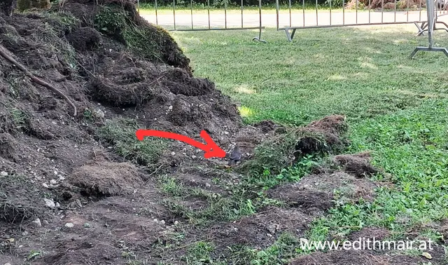 Eine Amsel in der aufgegrabenen Wiese