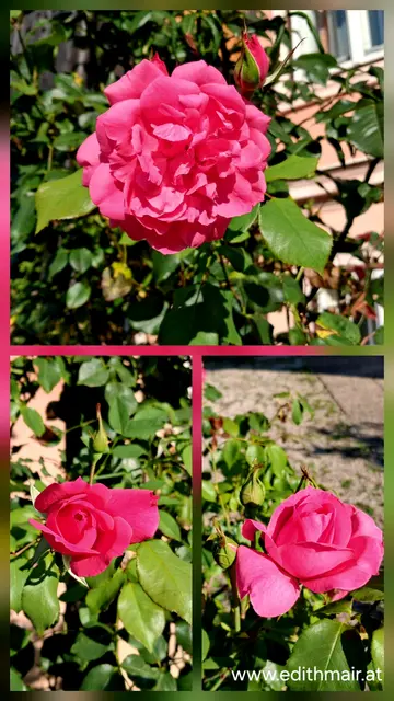 Eine Collage von drei Bildern dunkelrosafarbener Rosen.