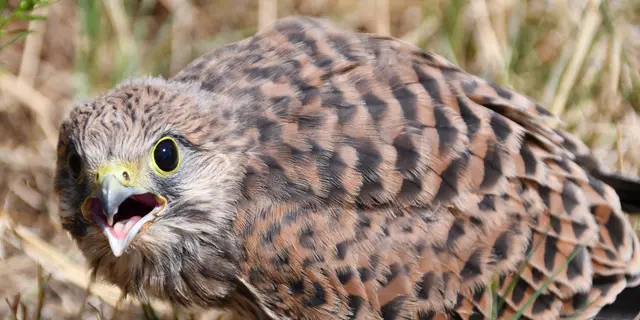 ...ist aus dem Nest gefallen.  Die Bezeichnung bezog sich ursprünglich auf junge Vögel, deren Schnäbel oft gelblich oder leicht grünlich gefärbt sind, um die Eltern zum Füttern anzuregen🦜