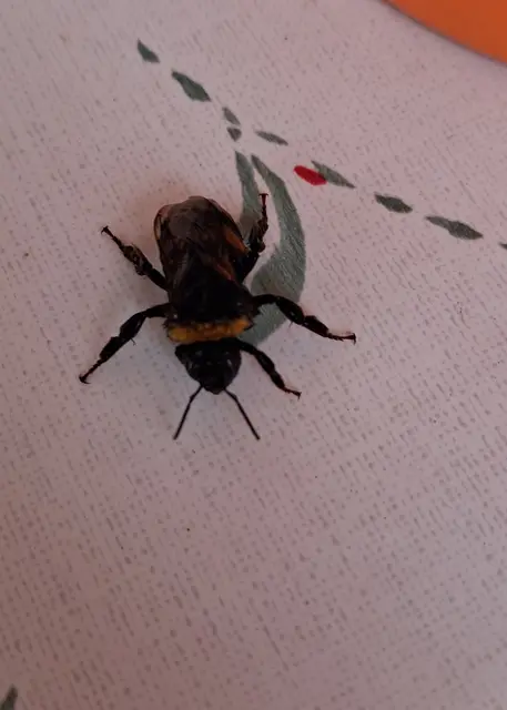 Eine nasse Hummel sitzt auf einem weißen Plastiktischtuch.