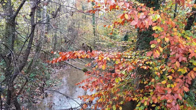 Ein herbstlich bunter Auwald und ein Bach. Es regnet.