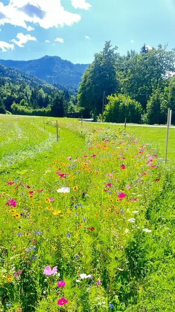 Zitat des heutigen Tages:
"Fällt im staubigen Juli zeitig Regen, ist's für Natur von reichem Segen!"