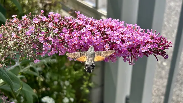 Der Sommerflieder ist wahrlich schmackhaft: für das Taubenschwänzchen!