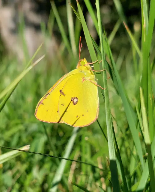 Postillon, Wander-Gelbling (Colias croceus)

 | Foto: Monika Petanovitsch 