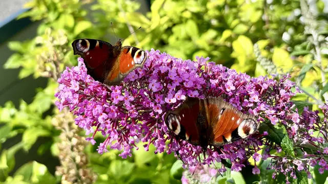 Der Sommerflieder ist wahrlich schmackhaft: für die Tagpfauenaugen!