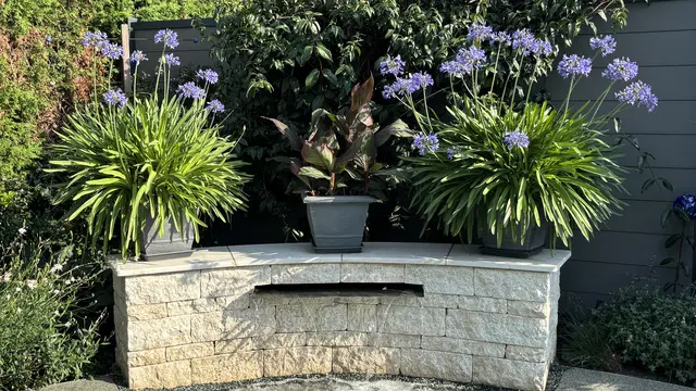Schmucklilien (Agapanthus) über dem Pool !