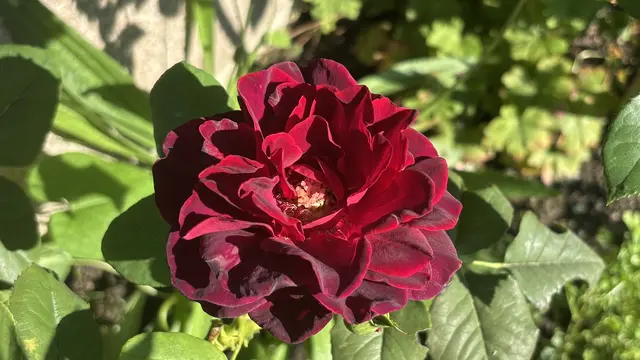 Eine beeindruckende Farbe !