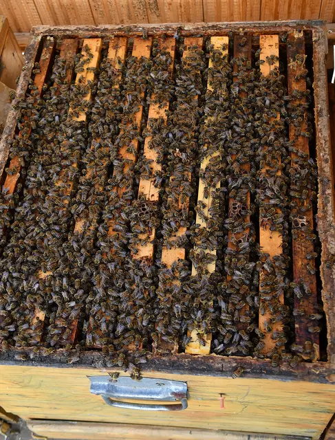 . Ein Volk umfasst 40.000 bis 80.000 Bienen, aufgeteilt in eine Königin, Arbeiterinnen (weiblich) und Drohnen (männlich). Sie ernähren sich von Nektar sowie Pollen und sind weltweit wichtige Bestäuber.