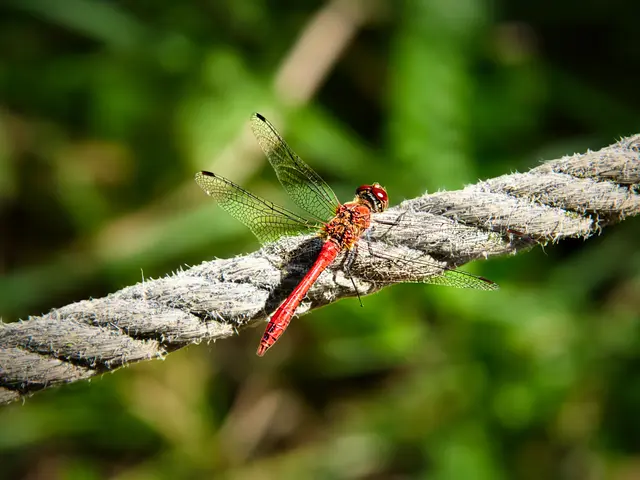Eine leuchtend rote Heidelibelle sitzt auf einem verwitterten Seil. Das Sonnenlicht lässt ihre filigranen, transparenten Flügel schimmern, während der weiche grüne Hintergrund die Libelle deutlich hervorhebt. Die Aufnahme entstand in den Blumengärten Hirschstetten in Wien.