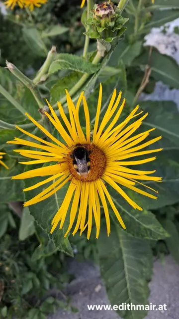 Auf einer gelben Blüte mit ganz schmalen Blütenblättern sitzt eine Hummel