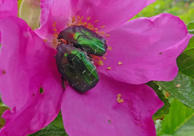 ROSENKÄFER .  Ein Sonntag zu zweit -- macht mehr Freude  😉