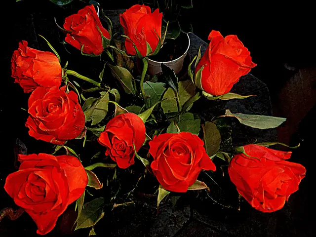  "Frag nach der Rose der Nacht"
Sehnsucht fragt niemals nach Gründen
Lass deine Hoffnung nicht sinken
Denn Liebe kann Sterne entzünden💖💖