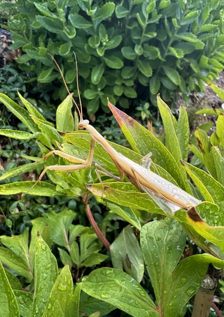 Eine trockene, sonnige Umgebung begünstigt häufig eine hellbraune Färbung nach der letzten Häutung. 
Entdeckt beim Gießen im Garten.     
 | Foto: Franz Dörr
