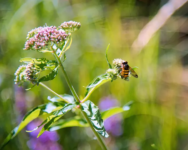 Eine Hornissenschwebfliege mit gelb-schwarz gestreiftem Hinterleib sitzt auf den rosa-weißen Knospen einer Wasserdost-Pflanze. Der Hintergrund schimmert in weichem, grün-violettem Bokeh mit natürlichem Sonnenschein.