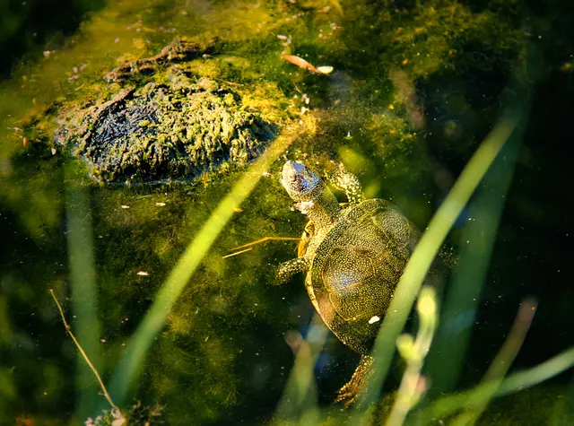 Eine Europäische Sumpfschildkröte schwimmt in einem grün schimmernden Teich mit Algen. Sie streckt ihren Kopf über die Wasseroberfläche ins Sonnenlicht. Im Vordergrund sind leicht unscharfe, grüne Grashalme zu sehen.