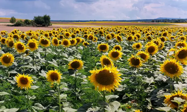 Die " Sonnen " des Burgenlandes  🌻🌻
