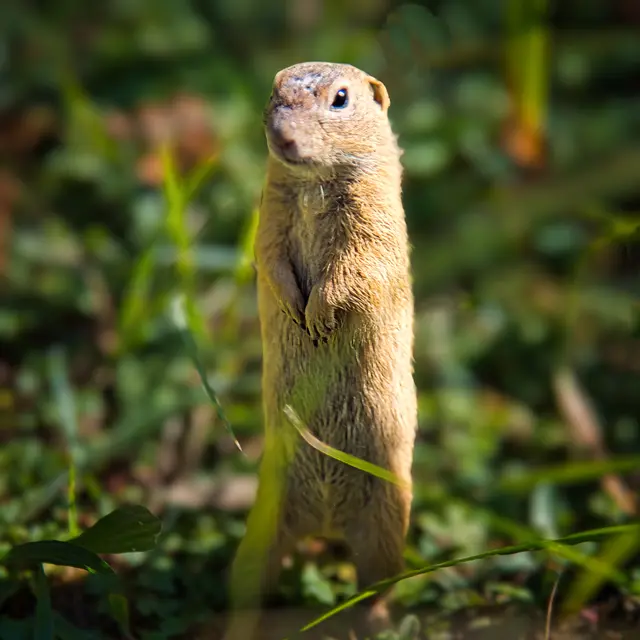 Eine Nahaufnahme eines Ziesels, das aufrecht auf seinen Hinterbeinen auf einer grünen Wiese steht. Es hat ein bräunliches Fell, hält die Vorderpfoten vor der Brust und blickt aufmerksam nach links. Die Umgebung besteht aus unscharfen grünen Pflanzen im Sonnenlicht.