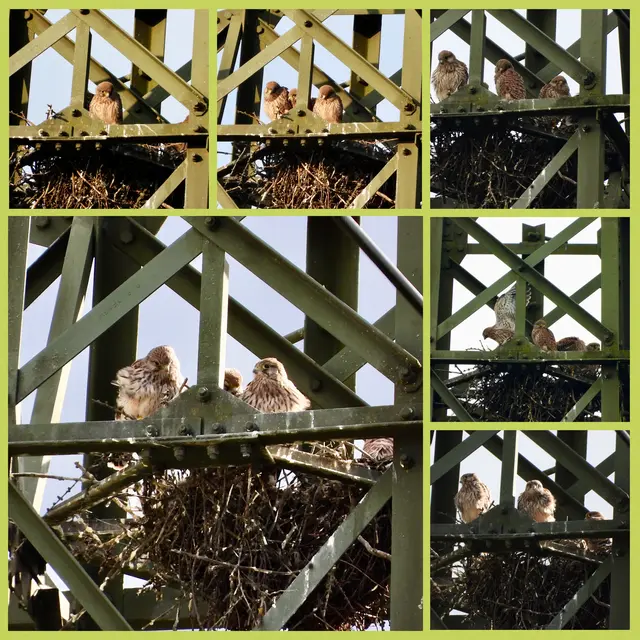 Neugierig blicken die Turmfalken von ganz oben herunter und warten auf Nahrungsnachschub der Eltern. Vier junge Turmfalken sind im Horst, ich denke bald werden sie ausfliegen. Habe Glück kann es von der Terrasse aus beobachten.