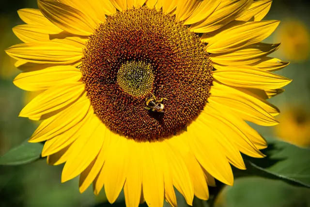 Nahaufnahme einer großen, leuchtend gelben Sonnenblume im hellem Sonnenlicht. Im dunkelbraunen, kreisrunden Blütenzentrum sitzt eine pelzige Hummel, die über und über mit gelbem Blütenstaub bedeckt ist und Nektar sammelt. Der Hintergrund ist weich und grün weichgezeichnet.