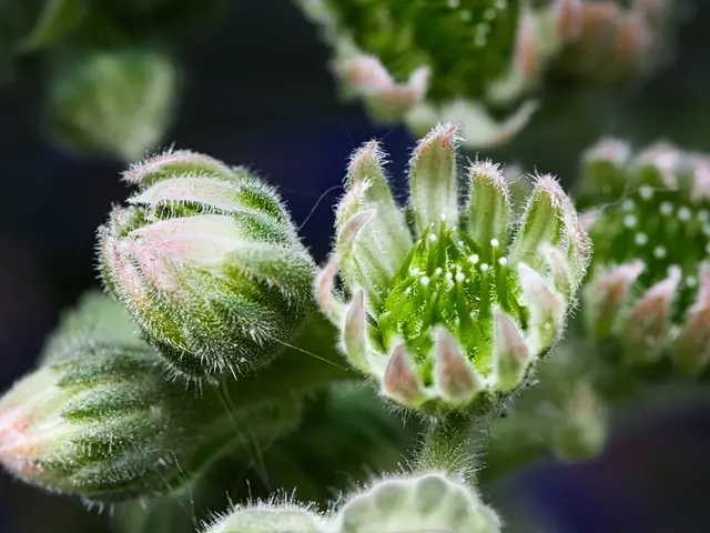 Makroaufnahme der Blütenknospen einer Hauswurz (Sempervivum) kurz vor dem Aufblühen mit feinen Härchen und leuchtend grünen Blütenstrukturen.