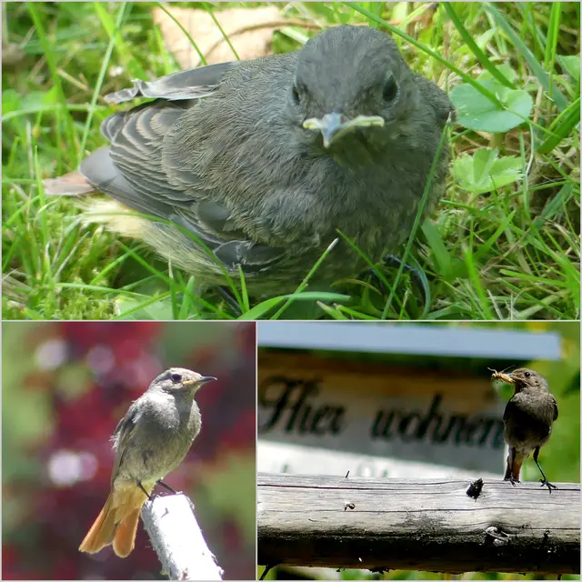 Alle Jahre brüten bei uns diese  Hausrotschwänzchen. Heute haben sie das Nest verlassen. 