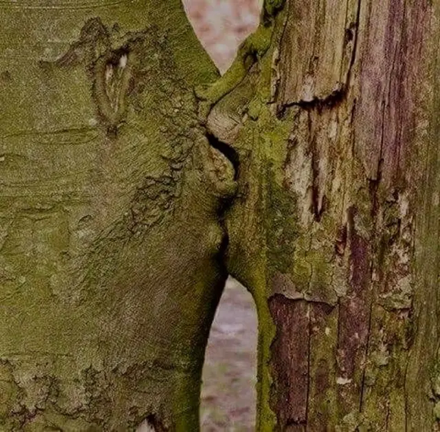 Ein jeder Baum hat „GRUND“ genug, 
wenn das Meiste von ihm 
in den Wurzeln steckt.

Nicht am Augenfälligen 
halte ich mich fest, 
sondern am Tiefsinnigen.

Nicht in der schönen Krone, 
wo es blüht, reift sowie welkt. 
Auch nicht an Stamm oder Ast, 
wo es weht &amp; stürmt, 
(er)gründe ich, 
sondern tiefseit’s der Oberfläche.

Das Leben ziehe ich aus dem, 
wo keiner hinschaut. 
Meine Quelle finde ich dort, 
wo sie verborgen fließt … 

Wurzeln ziehen ~ 
was nicht ins Auge springt, 
kommt aus der Tiefe …

Der „küssende Baum" beweist, 
einen alten Baum 
verpflanzt man nicht! 
Oder, 
mit den Jahren wird man eins! 
*****
Euch Allen noch einen sonnigen 
Spätnachmittag &amp; bitte
lasst es euch gut gehen, 
wie es euch möglich ist … 
 ⛱️🍹🌤️😎🌻 
Ich bin 🏊🏻‍♀️ | Foto: Bild: privat