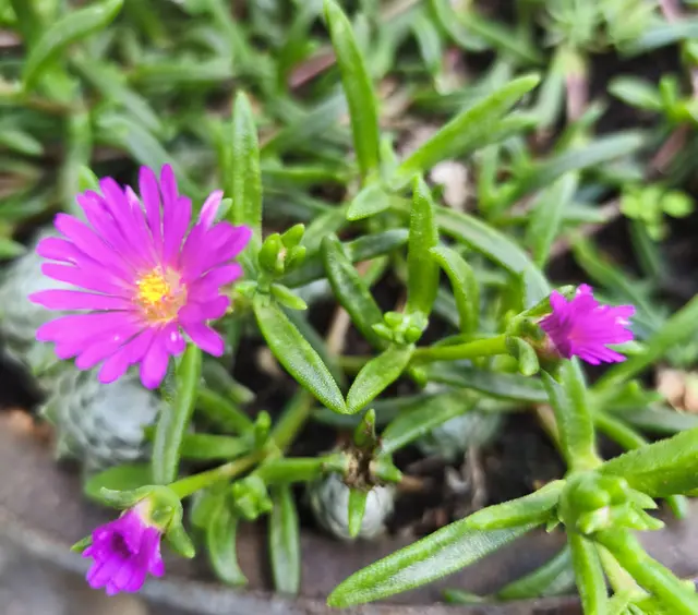 ...ist wirklich ein hübsches Blümchen. Sie ist eine Pflanze, welche einiges einstecken kann, ob viel Wasser oder wenig sie blüht trotzdem. Bei uns ist sie auf einem sehr sonnigen Platz, regnet es  hat sie gleich Wasserüberschuss. Und süß aussehen tut sie mit Sicherheit, geschätzte Leserinnen und Leser. | Foto: Günther Koch