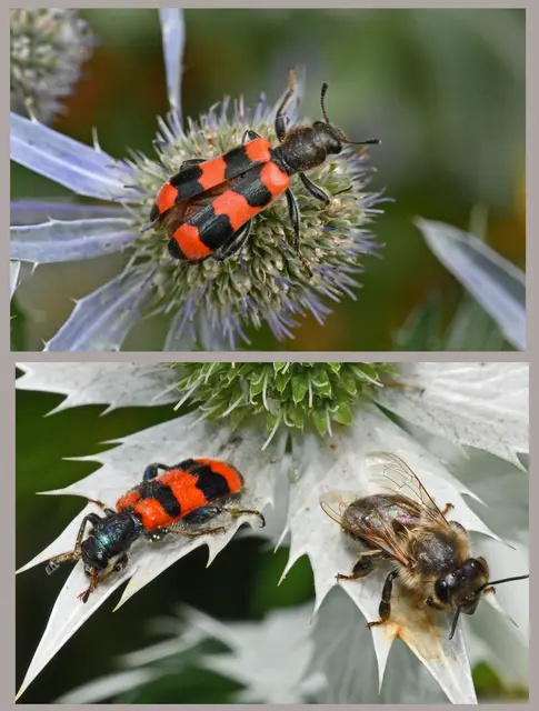 Der Gemeine Bienenkäfer ist ein Käfer aus der Familie der Buntkäfer. Alternative Trivialnamen sind Immenkäfer, Immenwolf oder Bienenwolf. Wikipedia