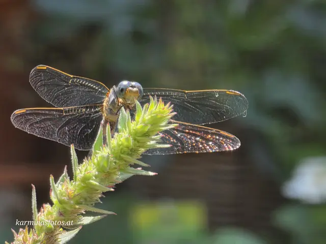 Libelle frisch geschlüpft in meinem Garten in Wien 22.
Ich habe über die "Wiener Libellen" auch folgenden Beitrag geschrieben:

https://www.meinbezirk.at/donaustadt/c-regionauten-community/biotope-wertvolle-kinderstube-fuer-unsere-wiener-libellen_a6239235
 | Foto: Karmen Erhart 