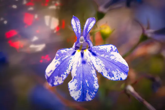 Makroaufnahme einer blau-weiß gezeichneten Blüte des Männertreu (Lobelia erinus). Die etwa einen Zentimeter große Balkonblüte zeigt feine Strukturen und kräftige Farben vor einem weich verschwommenen Hintergrund.