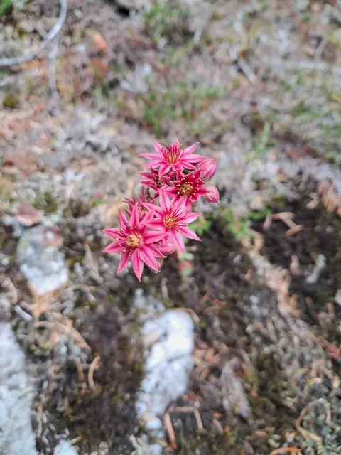 Die Spinnweb-Hauswurz hat ihre natürliche Verbreitung in den europäischen Gebirgen von den Pyrenäen bis in die Ostalpen und südlich bis in die Apenninen und Korsika. Sie wächst häufig auf Felsen, Felsschutt, Weiden und Wiesen. Sie bevorzugt saures Bodenmilieu auf silikatischem Substrat und wächst von 280 m bis 2900 Meter.