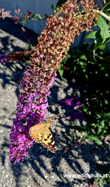 Auf einem teilweise verblühten Sommerflieder sitztbein Schmetterling, dessen Flügel in Orangetönen gemustert sind.