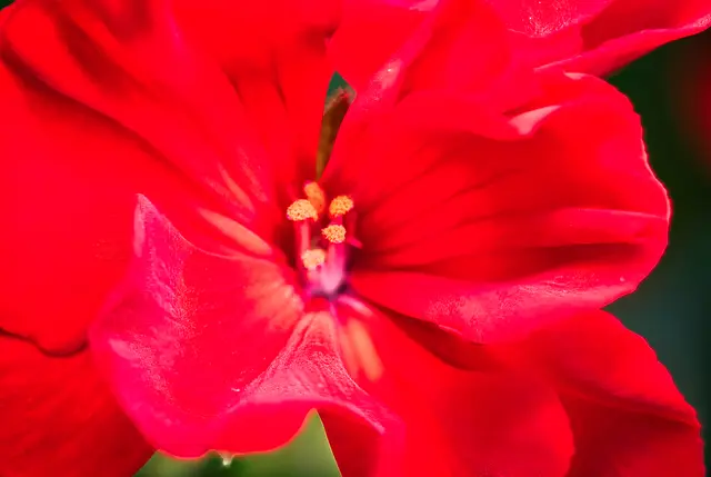 Makroaufnahme einer leuchtend feuerroten Geranienblüte. Im Bildzentrum sind die zarten, gelben Staubgefäße mit Blütenstaub zu sehen, umgeben von samtig geschwungenen, tiefroten Blütenblättern.