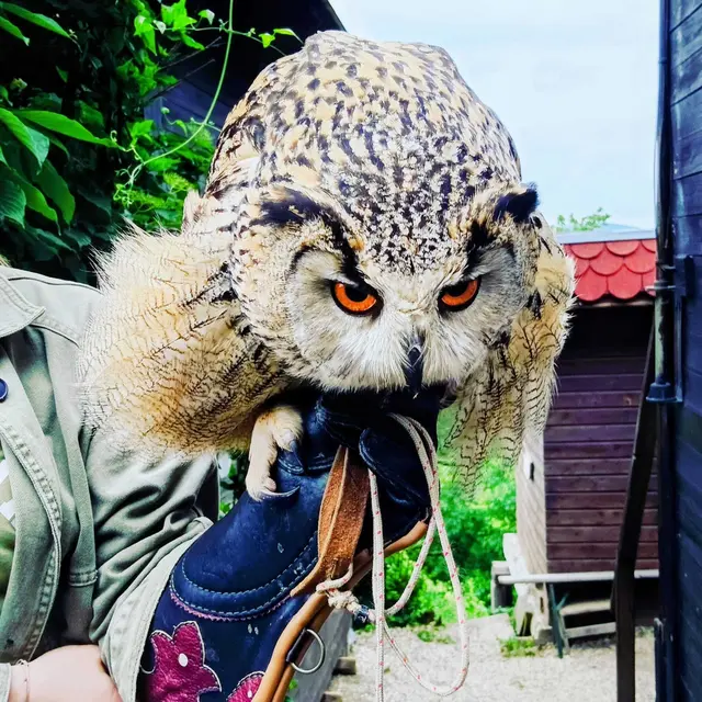Anlässlich des Internationalen Tags der Eule am 4.8. rückt die faszinierende Welt der Nachtgreifvögel in den Mittelpunkt. Eulen auf Burg Kreuzenstein sind Teil der dortigen Greifvogelshows, bei denen Besucher die beeindruckenden Tiere hautnah erleben und Wissenswertes über ihre Lebensweise erfahren können. | Foto: Rebekka Sadiki-Peckary