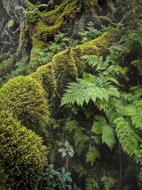 Im Wald herrscht ein herrliches Klima
Foto: Glaser 