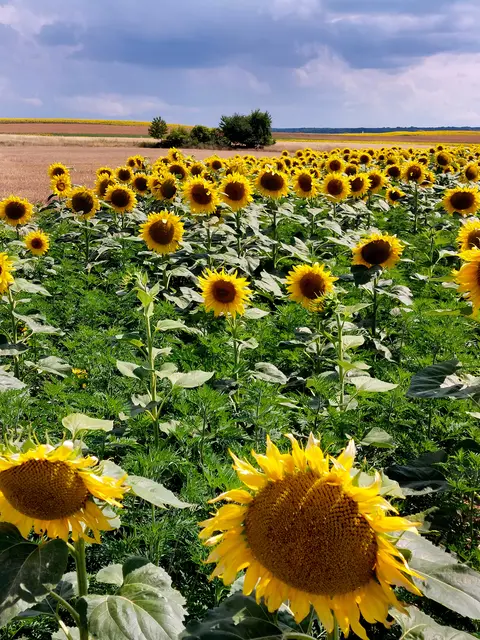 Diese Sonnen mag man derzeit beinahe lieber als die Echte Große --mit Hitze bei 33 - 38 ° C . Sie setzt Alten wie Kleinen und Arbeiten im Freien gleichermaßen zu . 😡