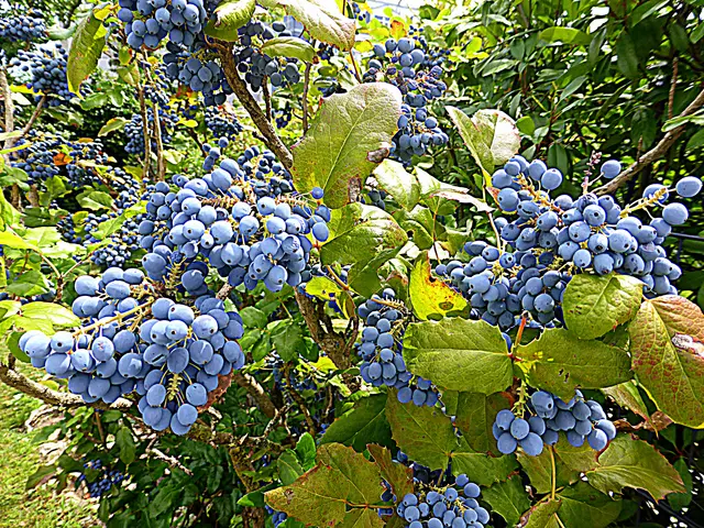 💙💙💙
Die reifen und zahlreichen Früchte der "Mahonie" sind zwar schmackhaft, aber herb und müssen gesüßt werden. Sie gehört zur Familie der Berberitzengewächse und ist heute in Parks, Gärten und manchen Wäldern anzutreffen.