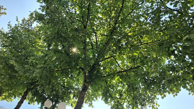 Bäume gegen den Himmel fotografiert. Die Sonne blinzelt durch.