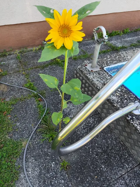 Neben dem Pool wächst diese Sonnenblume aus einer Ritze. Erhaben steht sie nun da - alle finden sie recht wunderbar! | Foto: Elke Stanta