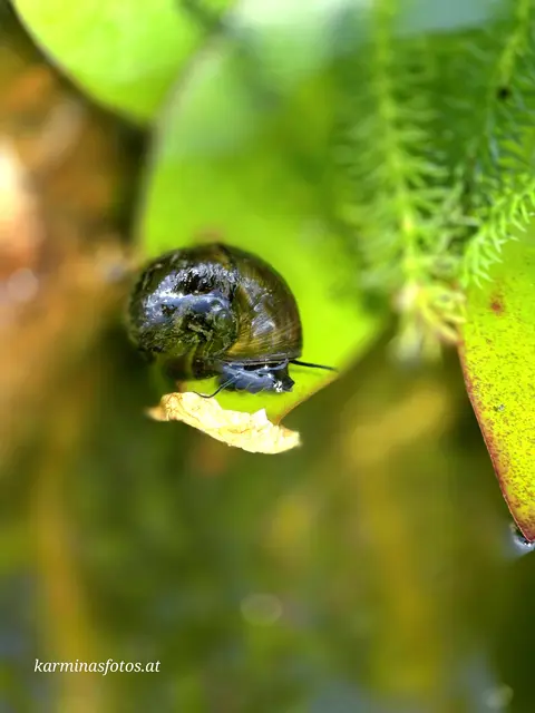 Posthornschnecken halten den Teich sauber und fressen Algen und abgestorbene Pflanzenteile. | Foto: Karmen Erhart 