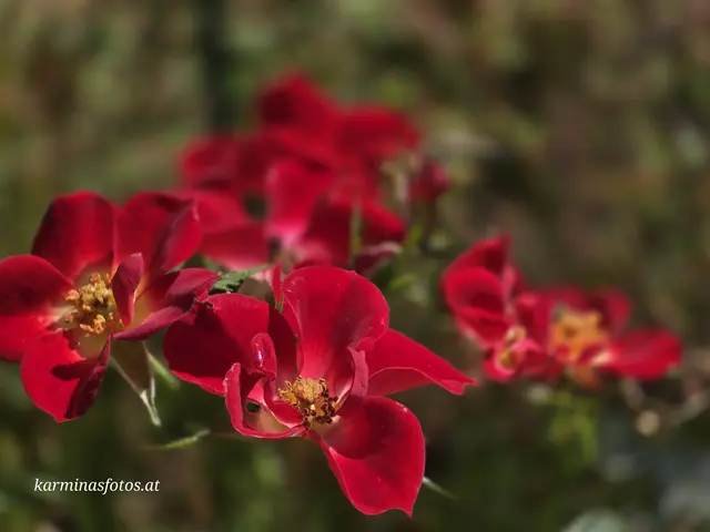Everglow Ruby  bildet Blüten über Blüten den ganzen Sommer lang. | Foto: Karmen Erhart 