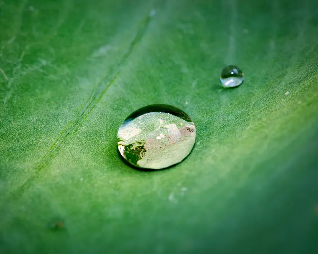 Makroaufnahme von zwei glasklaren Wassertropfen auf der saftig grünen Oberfläche eines Pflanzenblattes. Der große Wassertropfen im Vordergrund bricht das Licht und zeigt eine vergrößerte Spiegelung der Blattstruktur.