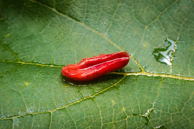 Leuchtend roter Blütenteil auf einem grünen Blatt mit deutlich sichtbaren Blattadern und kleinen Wassertropfen. Die Makroaufnahme hebt den starken Farbkontrast und die feinen Strukturen der Natur hervor.