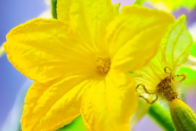 Makroaufnahme einer leuchtend gelben Gurkenblüte. Im Hintergrund ist der behaarte Fruchtansatz einer weiblichen Blüte zu sehen, während die Blütenblätter in kräftigem Gelb erstrahlen und der Hintergrund in weichen Blau- und Grüntönen verschwimmt.