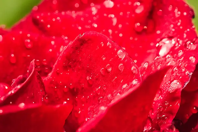 Nahaufnahme einer roten Rose mit glitzernden Wassertropfen auf den Blütenblättern nach dem Gießen.