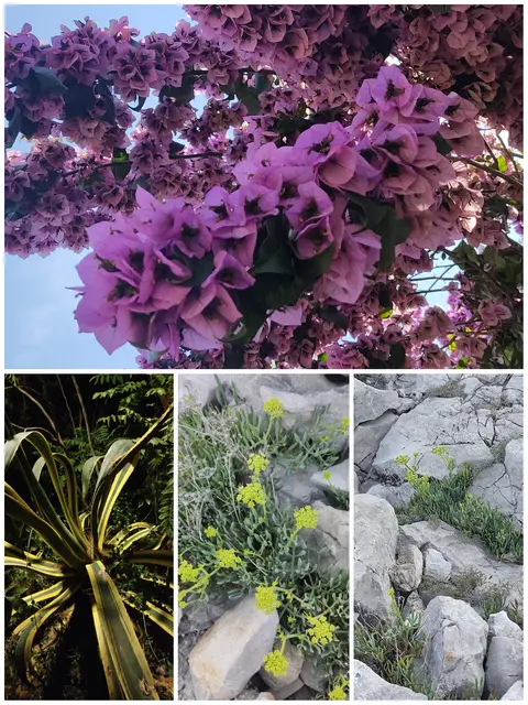 ...kann er schon die eine oder andere für ihn noch fremde Pflanze entdecken. Ganz oben, eine Bougainvillea, eine hier auf Mali Losinj sehr häufig in den Gärten zu findende Pflanze, links unten eine amerikanische Agave, welche einen ungemein großen Umfang und über einen Meter hoch ist. Im Bild unten Mitte, ein Meerfenchel, welcher sich hier zwischen den Steinen mit dem Wenigsten zufrieden gibt. Das Bild unten rechts ist wohl ein sogenanntes Sich Bild, welches Tier ist auf diesem Bild zu sehen? Wie schon Eingangs erwähnt, "...wenn einer auf Reisen ist..."😉
 | Foto: Günther Koch