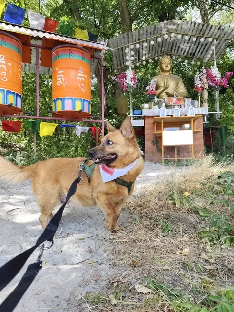 Hund übt sich in Zen... | Foto: Sadiki-Peckary